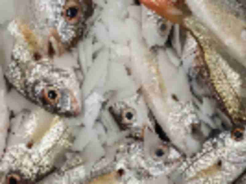 Frozen fish pileup in China threatens global supply chains