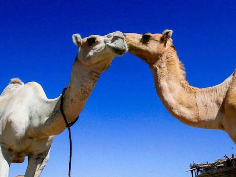 Shipping camels to China is goal of Sudan’s $140 million port