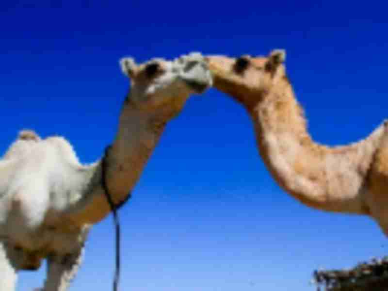 Shipping camels to China is goal of Sudan’s $140 million port