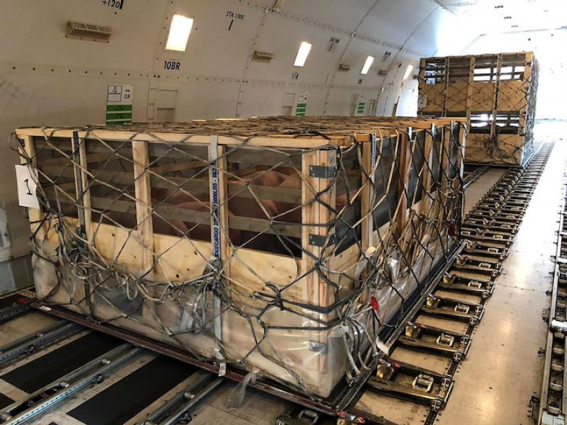 A booming airline business: Shipping pigs to China in 747 jumbo jets