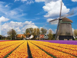 https://www.ajot.com/images/uploads/article/622-blossoming-technology-flowers-dutch.jpg