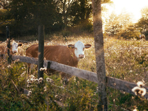 https://www.ajot.com/images/uploads/article/649-Up_Close_and_Cattle.jpg