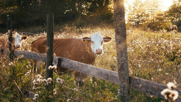 https://www.ajot.com/images/uploads/article/649-Up_Close_and_Cattle.jpg