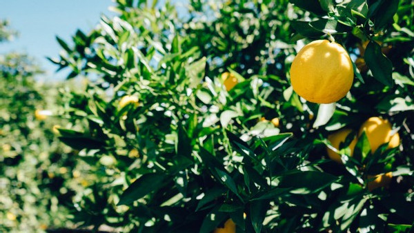 https://www.ajot.com/images/uploads/article/649-tree-lemon-fruit.jpg