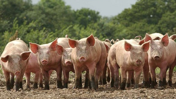 https://www.ajot.com/images/uploads/article/649-us-pork-exports-to-chine.jpg