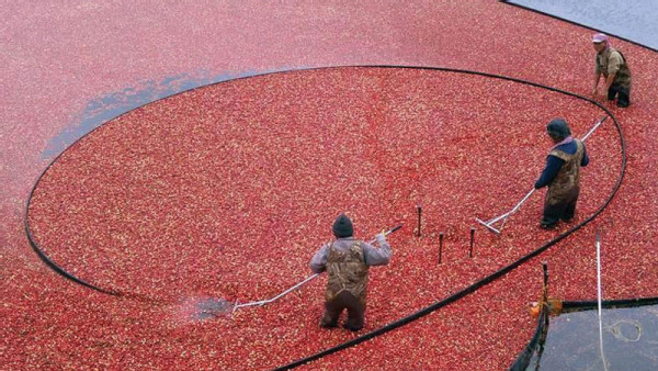 https://www.ajot.com/images/uploads/article/671-cranberry-harvest.jpg