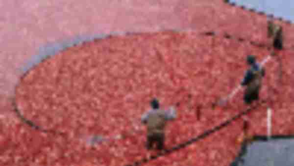 https://www.ajot.com/images/uploads/article/671-cranberry-harvest.jpg