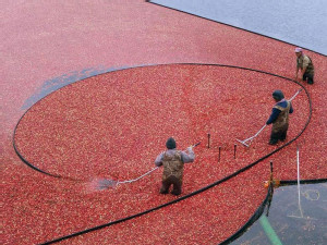 https://www.ajot.com/images/uploads/article/671-cranberry-harvest.jpg