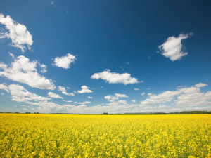 https://www.ajot.com/images/uploads/article/689-canola-field.jpg