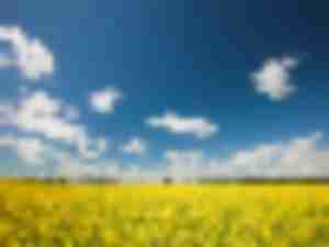 https://www.ajot.com/images/uploads/article/689-canola-field.jpg