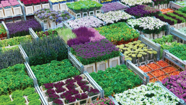 https://www.ajot.com/images/uploads/article/697-royal-floraholland.jpg