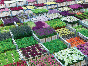 https://www.ajot.com/images/uploads/article/697-royal-floraholland.jpg