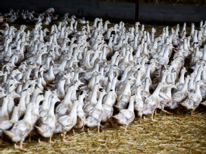 Bird flu spreading fast among EU poultry