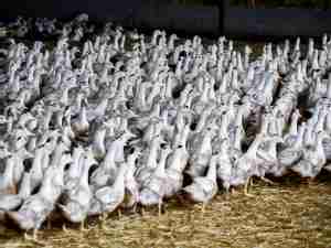 Bird flu spreading fast among EU poultry