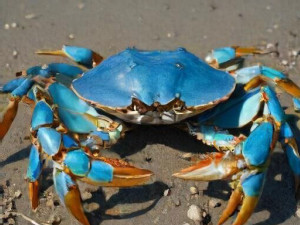 https://www.ajot.com/images/uploads/article/Blue-Crab.jpg