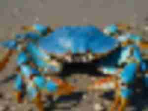 https://www.ajot.com/images/uploads/article/Blue-Crab.jpg