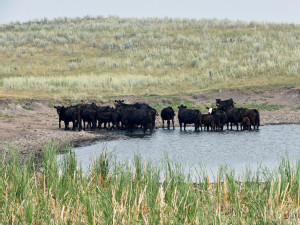 Return of US drought delays cattle-herd rebuilding, hurting Tyson Foods