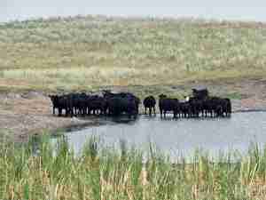 Return of US drought delays cattle-herd rebuilding, hurting Tyson Foods