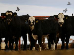 USDA approves funds to fight screwworm, may resume Mexico cattle imports this year