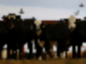 https://www.ajot.com/images/uploads/article/Cattle-Imports.png