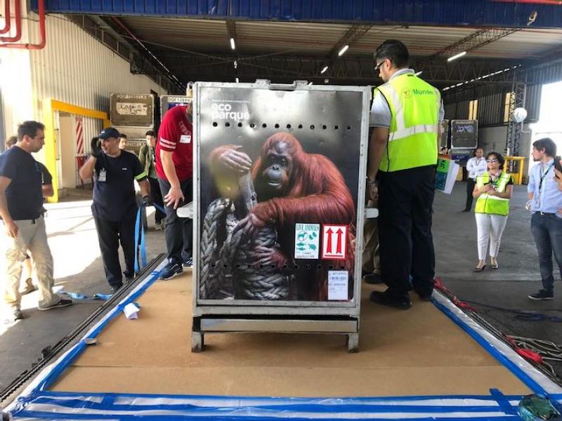 Shipping Sandra: an orangutan’s journey out of captivity