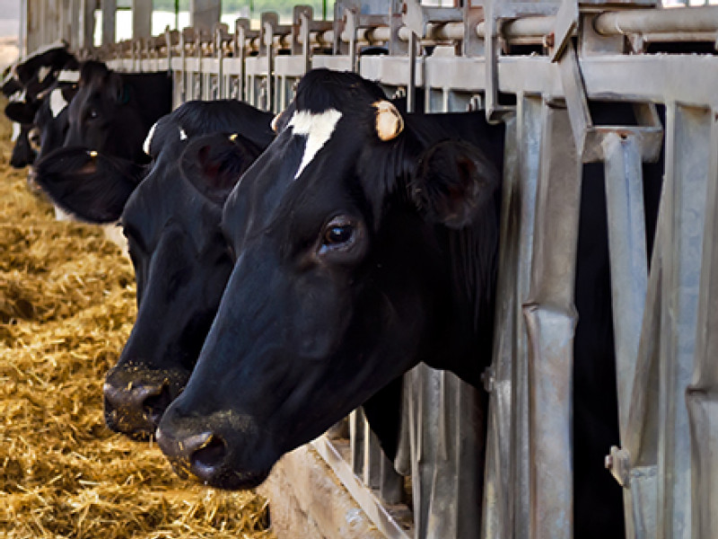 Trudeau Has Billions of Reasons to Dig In Against Trump on Dairy