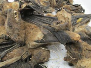 CBP Agriculture Specialists in Louisville stop a shipment containing dead bats and birds