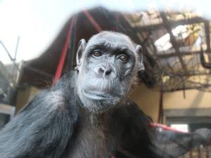 https://www.ajot.com/images/uploads/article/From-Kenya-to-the-UK-%E2%80%93-Disabled-Chimpanzee-%E2%80%9CChocolat.png