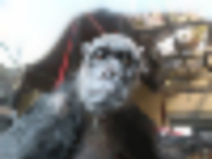 https://www.ajot.com/images/uploads/article/From-Kenya-to-the-UK-%E2%80%93-Disabled-Chimpanzee-%E2%80%9CChocolat.png