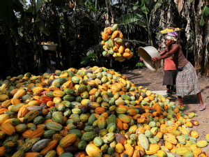 Cocoa tops global commodities rally for 2nd year, steel ingredients struggle on China demand