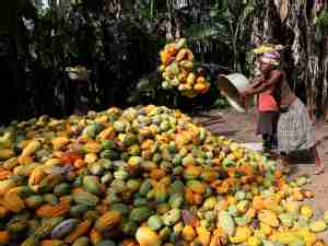 Cocoa tops global commodities rally for 2nd year, steel ingredients struggle on China demand