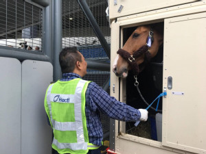 https://www.ajot.com/images/uploads/article/Hactl_Horse_Handling_Service.jpg