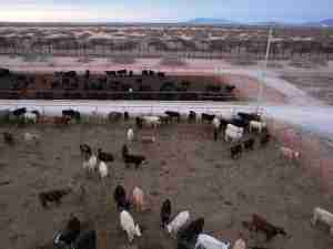 US suspends Mexican cattle imports after New World screwworm case