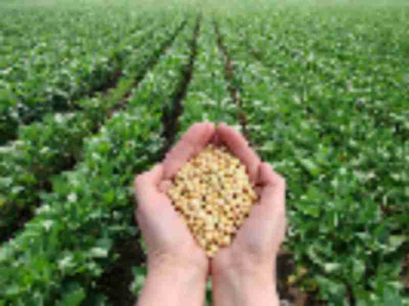 U.S. Envoy Says China Retaliation on Soybeans Would Backfire