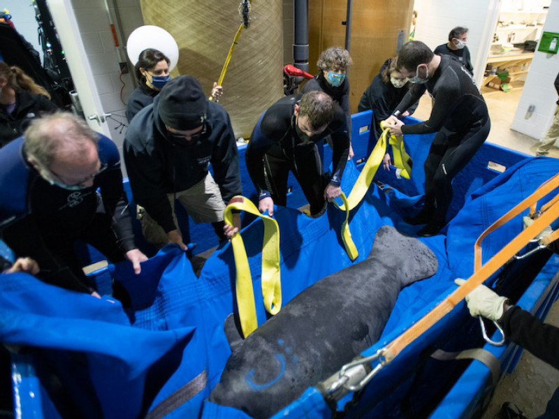 SeaWorld, DHL and the Columbus Zoo and Aquarium partner to help four manatee calves in need