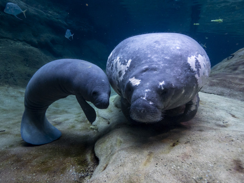 Five manatees rehabilitated at Ohio zoos flown back to Florida facilities to prepare for home waters