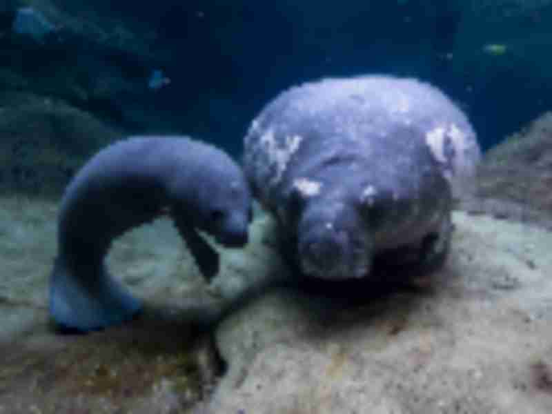 Five manatees rehabilitated at Ohio zoos flown back to Florida facilities to prepare for home waters