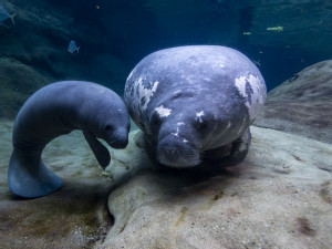 Five manatees rehabilitated at Ohio zoos flown back to Florida facilities to prepare for home waters