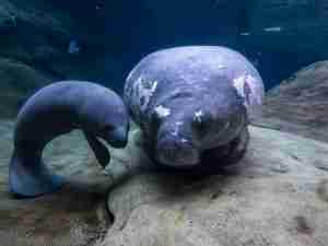 Five manatees rehabilitated at Ohio zoos flown back to Florida facilities to prepare for home waters