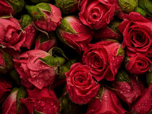 https://www.ajot.com/images/uploads/article/Qatar-Airways-Cargo-Valentines-Day-21-Flowers-pr.jpg