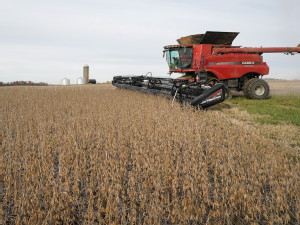 Trump trade policy seen as wild card for US soybean farmers, opportunity for crushers