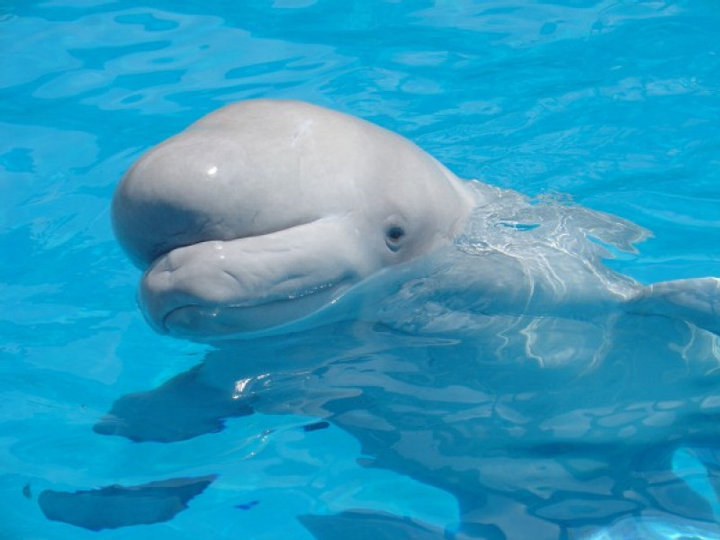 Belugas on board