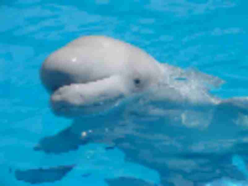 Belugas on board