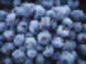 https://www.ajot.com/images/uploads/article/blueberries-hueneme.jpg