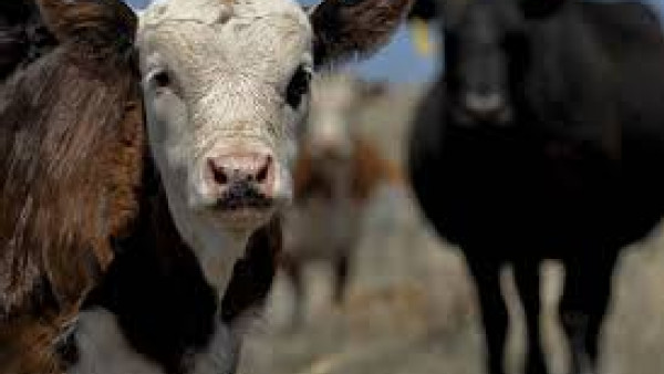 https://www.ajot.com/images/uploads/article/canadian-cattle.jpg