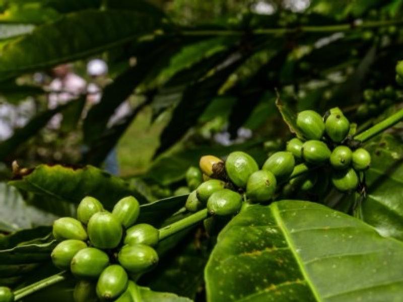 Uganda Plans New Coffee Law to Govern Farming of Its Key Export