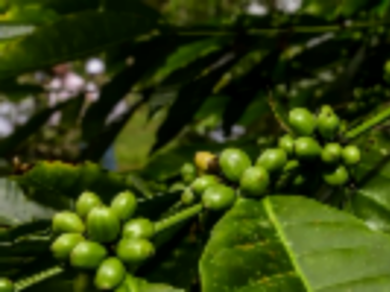 Uganda Plans New Coffee Law to Govern Farming of Its Key Export