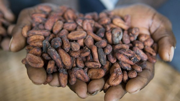 https://www.ajot.com/images/uploads/article/cargil-cocoa-beans-na3051337.jpg