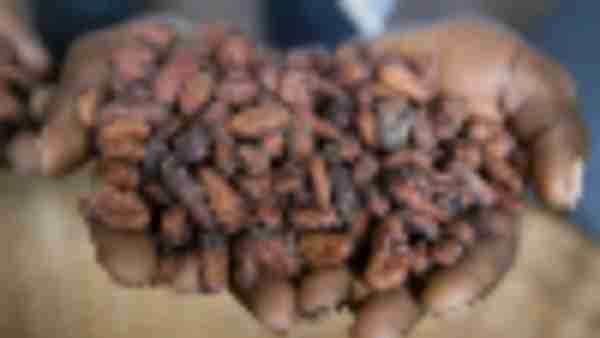 https://www.ajot.com/images/uploads/article/cargil-cocoa-beans-na3051337.jpg