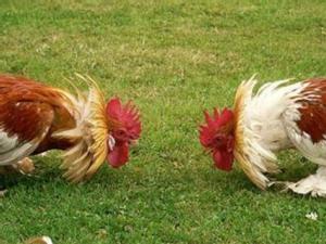 https://www.ajot.com/images/uploads/article/chickens-fighting.jpeg